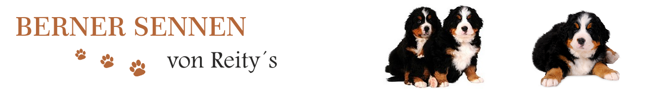 Berner Sennenhunde von Reity´s Logo